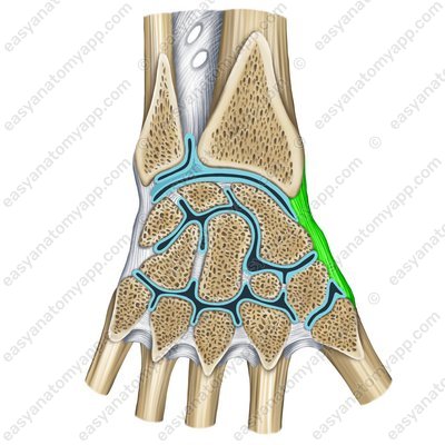 Radial collateral ligament of the wrist joint – sawing (lig. collaterale carpi radiale)